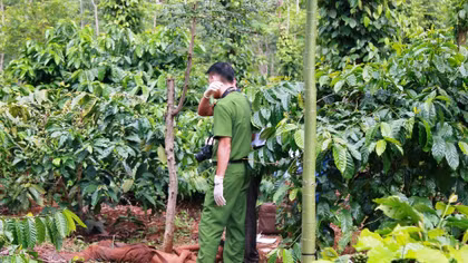 Nghi vấn người đàn ông tự tử trong rẫy cà phê