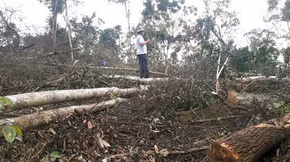 Chủ tịch xã bị bắt vì “tiếp tay” cho doanh nghiệp phá rừng
