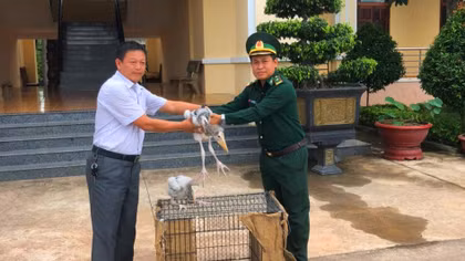 Cứu 2 cá thể chim quý hiếm giao Vườn Quốc gia Yok Đôn chăm sóc
