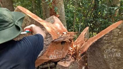 Phá rừng quy mô lớn tại địa bàn xã Cư Bông, huyện Ea Kar