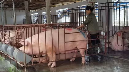 Tính đến cho vay ưu đãi để cấp đông, tích trữ thịt lợn