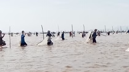 Người dân đổ xô cào nghêu giống ở Cà Mau
