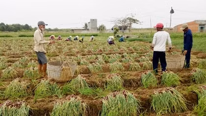 Sóc Trăng kêu gọi giải cứu 50.000 tấn hành tím