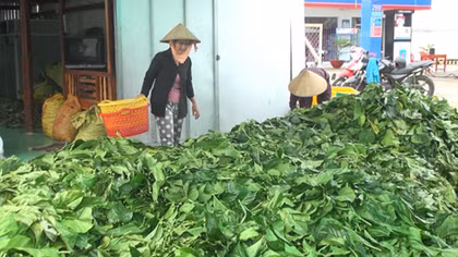 Bất thường việc thương lái thu mua lá nhàu tươi ở Cà Mau