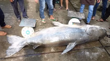 Cá tra dầu siêu khủng nặng 230kg vào nhà hàng 