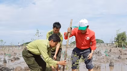 Phát động trồng rừng ngập mặn tại đồng bằng sông Cửu Long