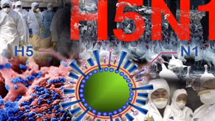 Cà Mau xuất hiện ổ dịch cúm gia cầm H5N1