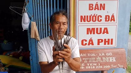 Thương lái Hải Phòng săn lùng cá ngựa xương ở Cà Mau