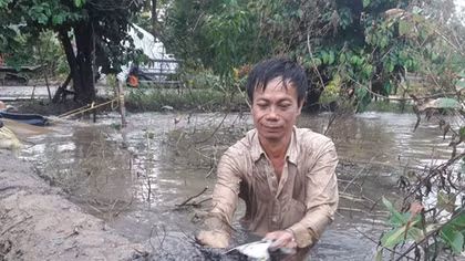 Ngập úng trên diện rộng vùng ngọt hóa tỉnh Cà Mau