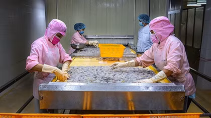 Phấn đấu xuất khẩu tôm năm 2020 đạt 3,5 tỉ USD