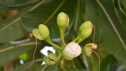 Bàng vuông đơm hoa kết trái trên đất Tây Đô