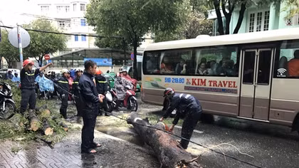 Cây xanh bất ngờ bật gốc đổ ập ra giữa đường phố Sài thành