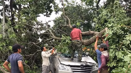 Cây xanh bật gốc đè nát xe ôtô, tài xế thoát nạn trong gang tấc