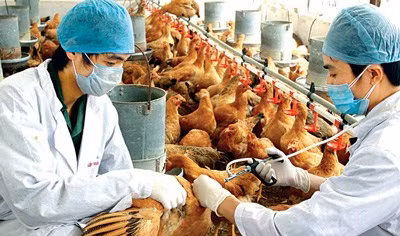 Virut cúm A (H7N9) có thay đổi nguy hiểm hơn