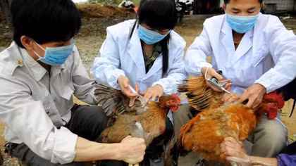 Virus cúm A (H7N9) đã biến đổi sang độc lực cao nguy cơ xâm nhập Việt Nam