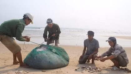 Cá biển ở 4 tỉnh miền Trung hiện vẫn chưa ăn được
