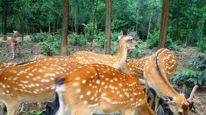 Công bố chỉ dẫn địa lý nhung hươu Hương Sơn 