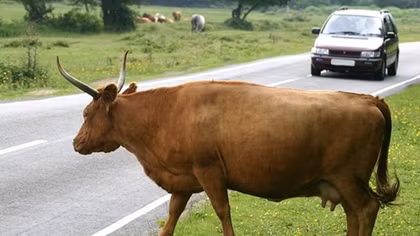 14 người chết vì taxi cố gắng tránh...một con bò