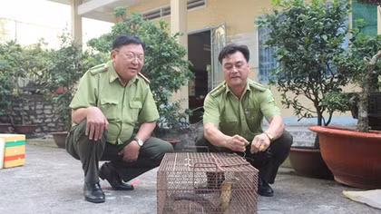Phát hiện cá thể rắn Hổ chúa quý hiếm tại Đồng Nai