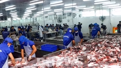 Campuchia hủy lệnh cấm nhập khẩu 4 loại cá da trơn