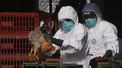 Chưa hết virus Corona, lại thêm dịch cúm gia cầm H5N1 