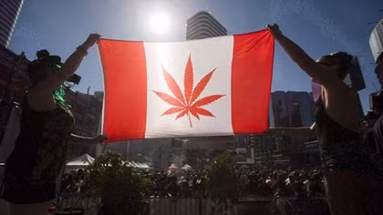 Canada sắp hợp pháp hóa cần sa