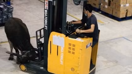 Trâu xông vào công ty gây náo loạn 