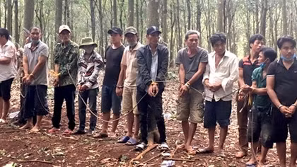 Hàng chục đối tượng tổ chức đá gà ăn tiền trong rừng cao su giữa mùa dịch