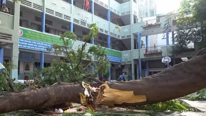 Cây phượng trong sân trường đổ đè nhiều học sinh, 1 em tử vong