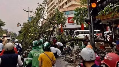 Cây bàng bật gốc đè vào người phụ nữ giữa ngã tư