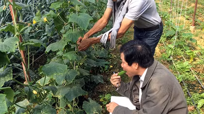 Bát nháo thị trường nông nghiệp hữu cơ