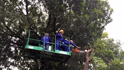 Hà Nội di chuyển và chặt hạ 1.159 cây xanh trên đường Phạm Văn Đồng