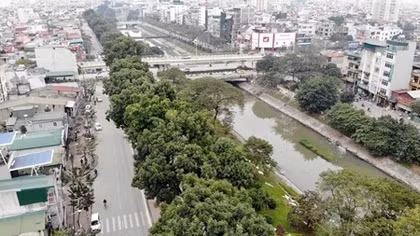 Ngắm hàng cây xanh trên đường Láng trước ngày bị chặt hạ, di chuyển