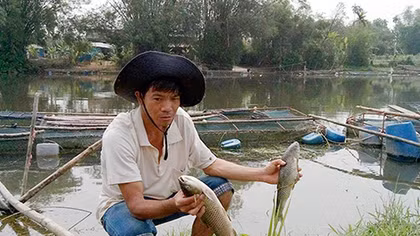 Nông dân chịu thiệt hại khi cá nuôi trên sông Bồ chết hàng loạt