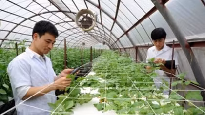 Giải pháp tránh "được mùa mất giá"
