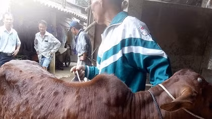 Dịch bệnh viêm da nổi cục trên trâu, bò ở Quảng Trị
