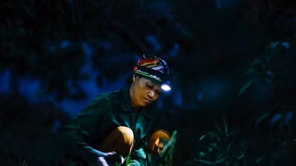 Nông dân Lục Ngạn chong đèn thu hoạch vải từ mờ sáng
