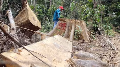 Truy tìm lâm tặc phá rừng khu vực Nam và Bắc Trà My