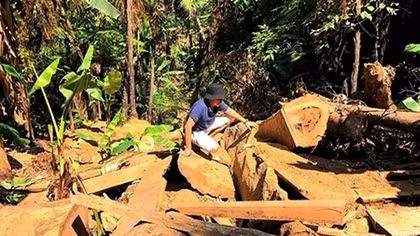 Gia tăng các vụ phá rừng ở địa bàn giáp ranh