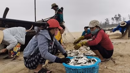Ngư dân đánh bắt gần bờ trúng đậm “lộc biển”