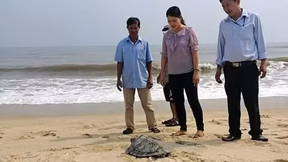 Liên tiếp phát hiện rùa quý hiếm trong Sách đỏ lạc vào bãi biển