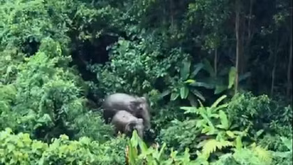 Đàn voi rừng bị "lãng quên"