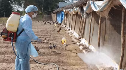 47 triệu vật nuôi bị tiêu hủy do bệnh cúm gia cầm