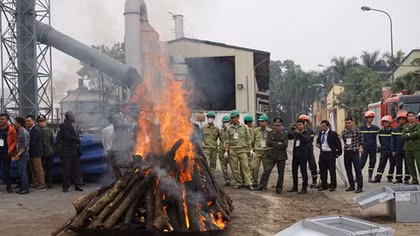 Biến tiêu hủy ngà voi trở thành thông lệ tại Việt Nam