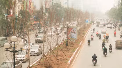 Ngắm nhìn hàng phong lá đỏ vừa trồng trên đường Trần Duy Hưng