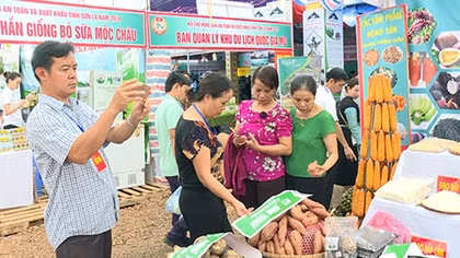 Lên Mộc Châu, vui Tết độc lập