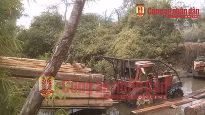 Ai đã bao che đường dây gỗ lậu của ông trùm Phượng “râu”