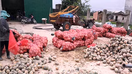 Bí đỏ rớt giá, nông dân rớt nước mắt