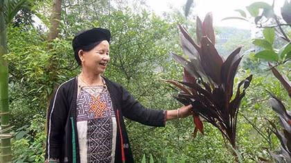 Kỳ bí bài thuốc "trời sáng gà gáy" của người Dao