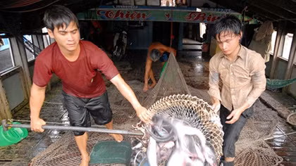 Nghiên cứu thị trường Trung Quốc, tránh rủi ro cho nông dân